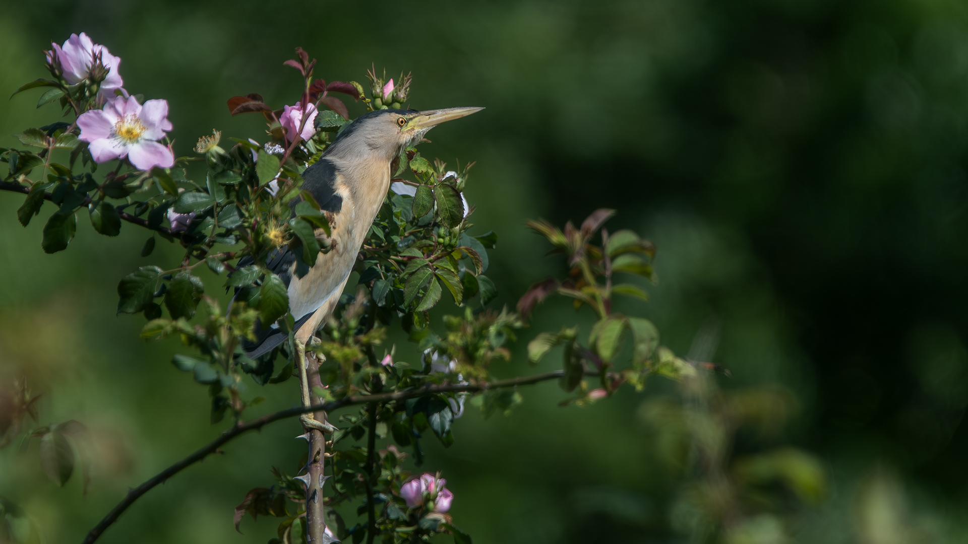 Little Bittern